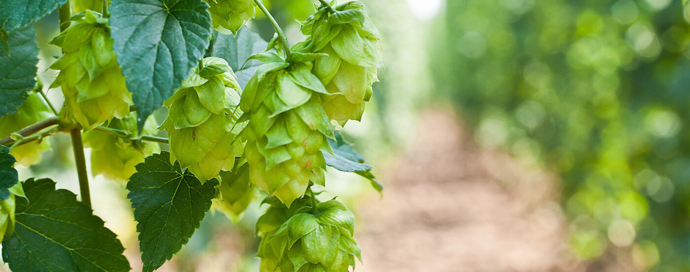 Etiketteringshandleiding